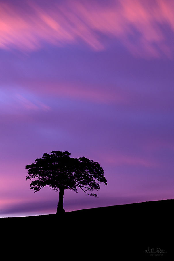 It's Ok To Stand Alone: I Take Pictures Of Lone Trees