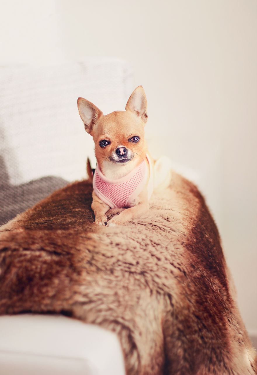 Meet Chloe, My Super Sweet Mini Chihuahua.
