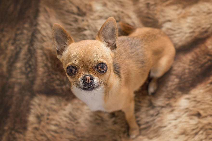 Meet Chloe, My Super Sweet Mini Chihuahua.