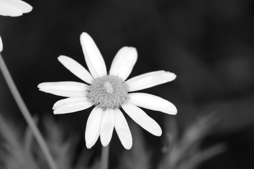 Nature In Black And White