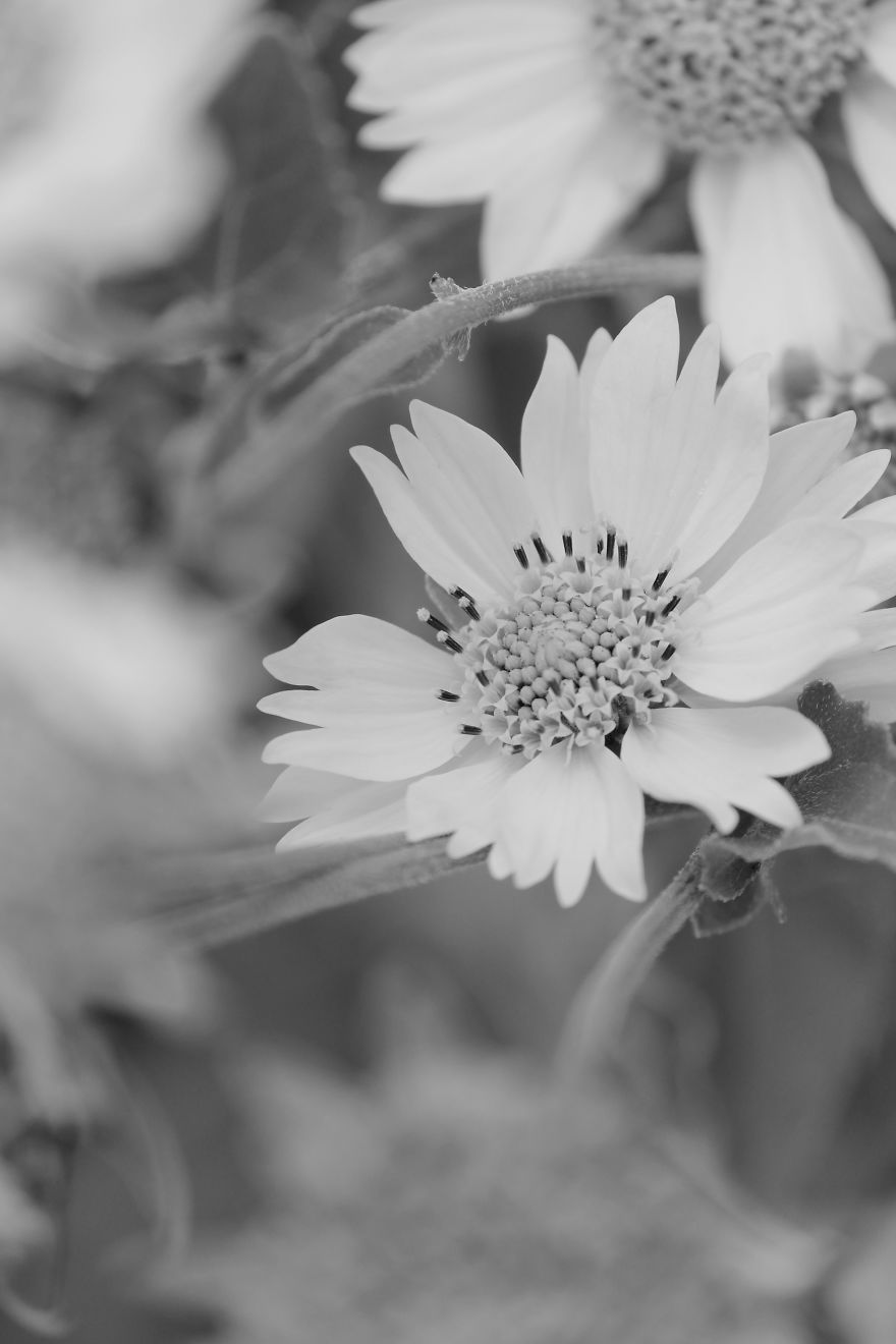 Nature In Black And White