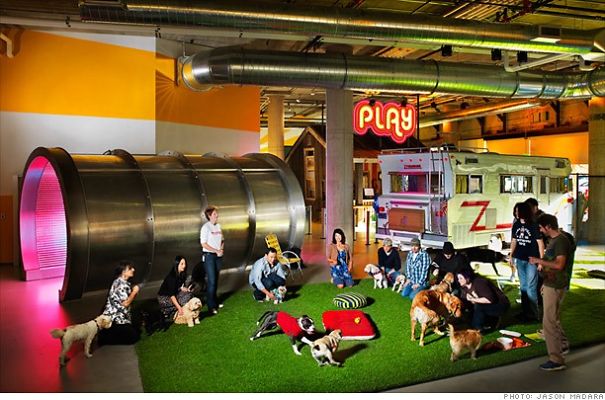 Pet Friendly Offices We Want To Work In