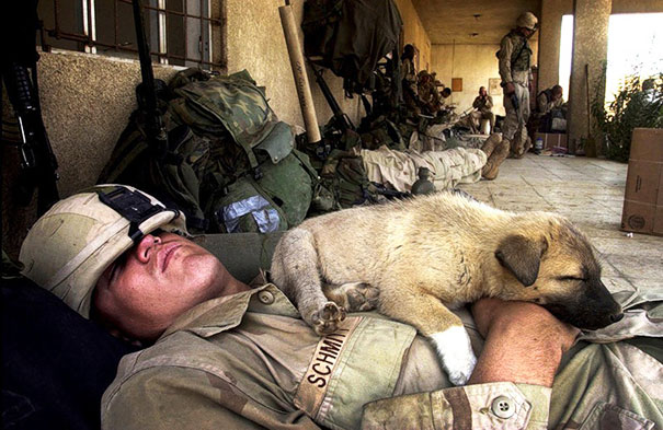 Tired Soldier And A Puppy