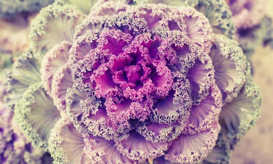 Purple Fractal Cabbage