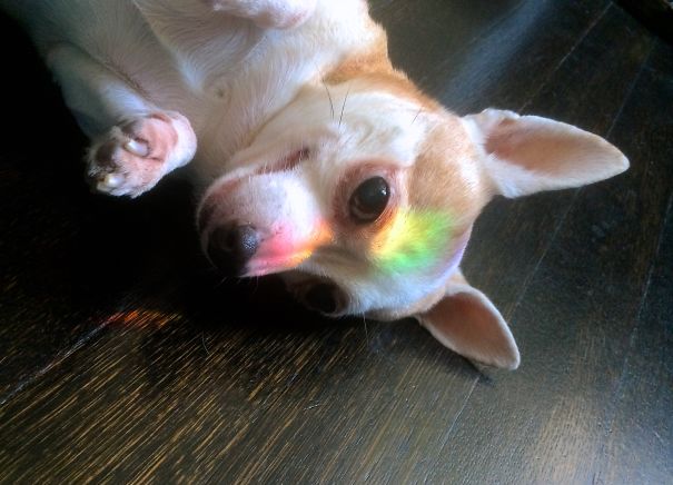 Rocko Likes To Sunbathe In Rainbows- #rockodrocket #mxsoto