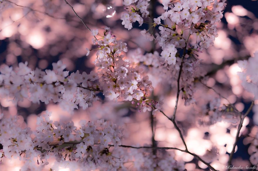 My Pictures Of Sakura Blossoms In Japan