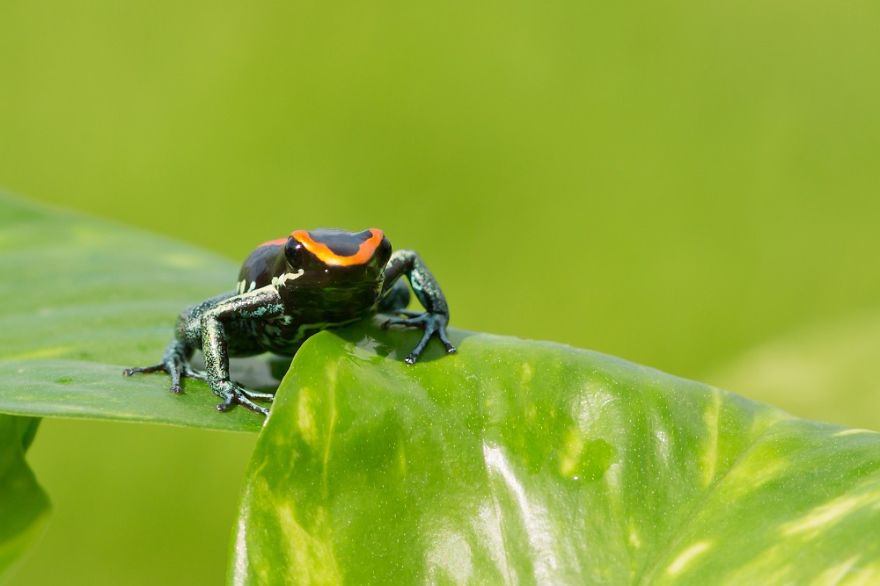 See The Beauty From Nearby Dyeing Dart Frog