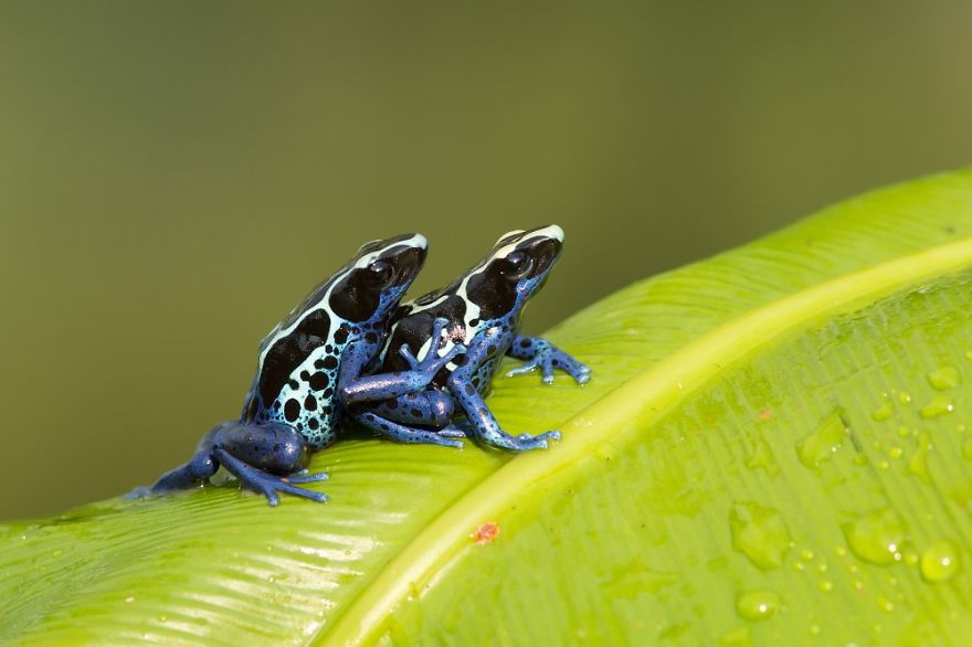 See The Beauty From Nearby Dyeing Dart Frog