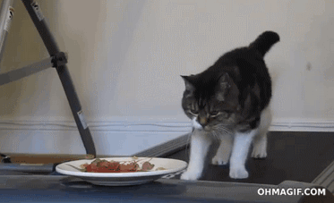 21-step Guide On How To Cook With Cats