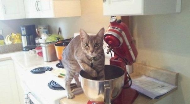 21-step Guide On How To Cook With Cats
