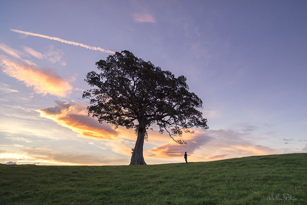 It's Ok To Stand Alone: I Take Pictures Of Lone Trees