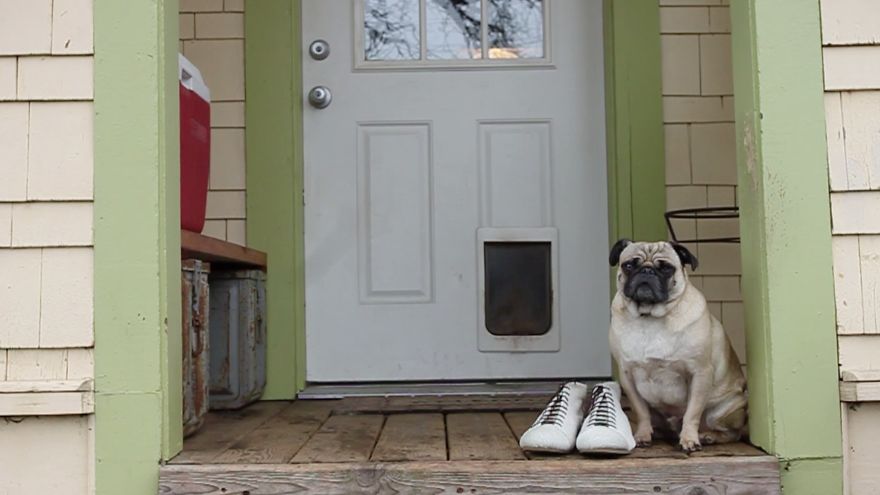 Walkies Forever - Preserve The Pet You Love, As A Pair Of Minimalist Shoes