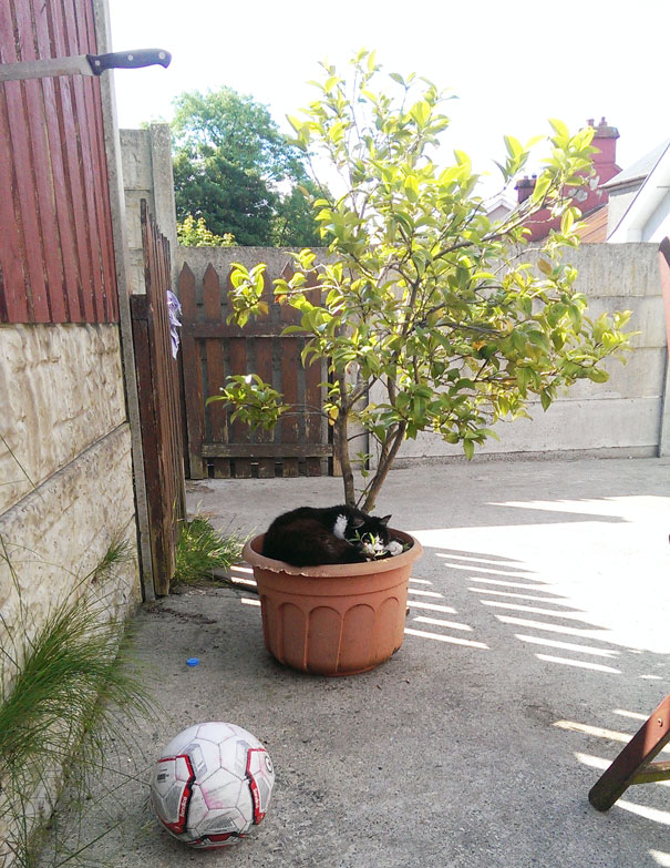 I Was Sitting In My Garden And I Noticed Something In The Flower Pot.i Don't Own A Cat