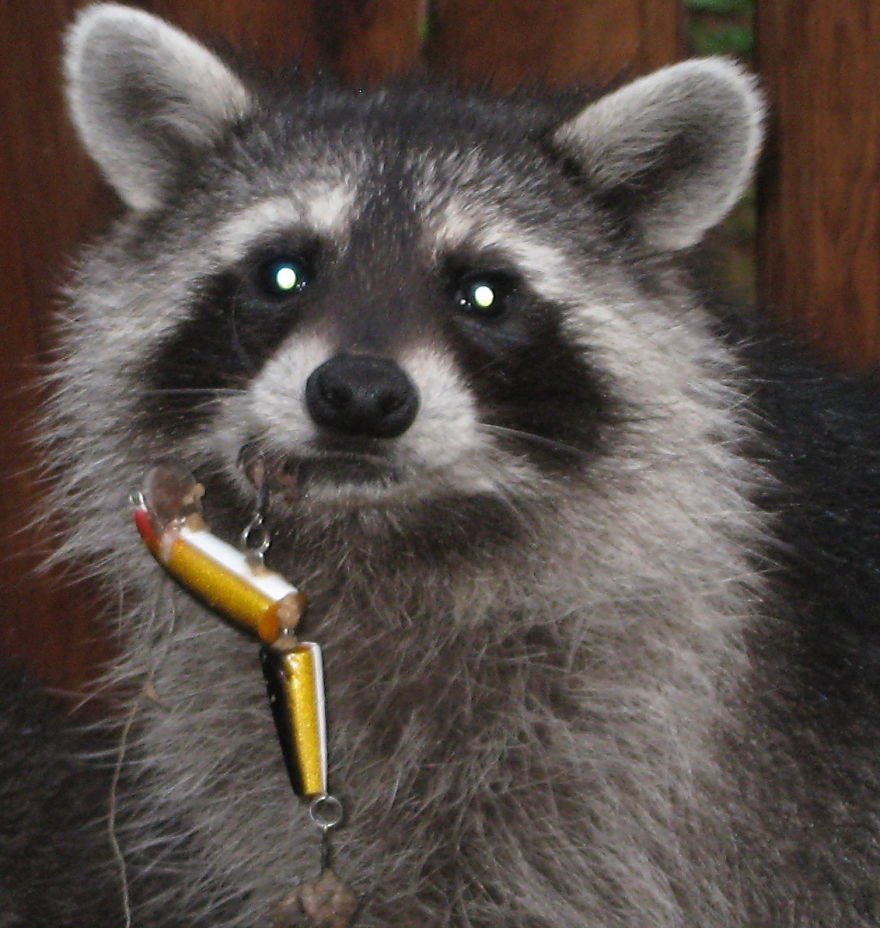 Young Raccoon With Fishing Lure Caught In Lip.