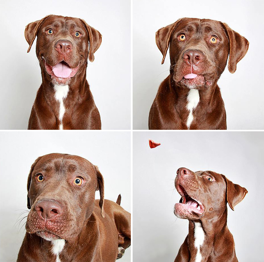Cute Shelter Dog Photobooth Pics Help Them Find Forever Homes