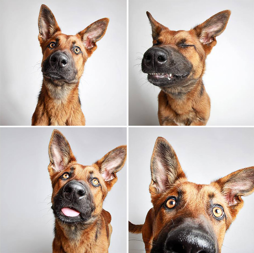 Cute Shelter Dog Photobooth Pics Help Them Find Forever Homes