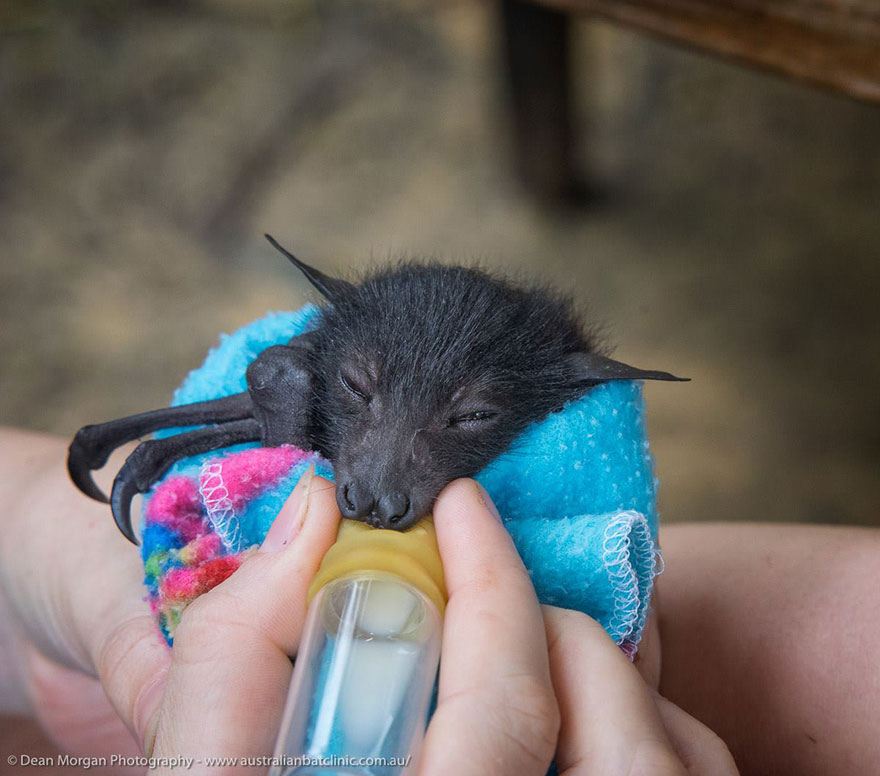 Orphaned Baby Bats At This Australian Bat Hospital Are Too Adorable