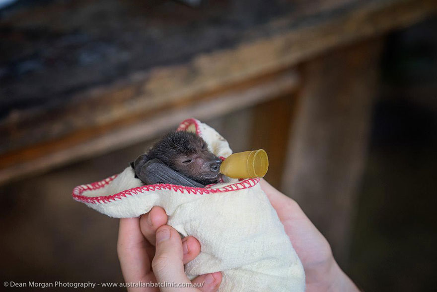 Orphaned Baby Bats At This Australian Bat Hospital Are Too Adorable