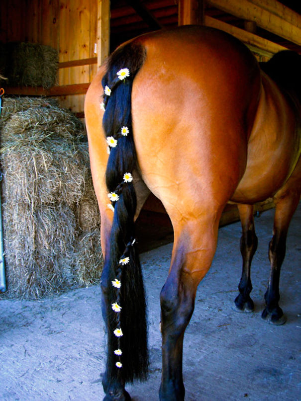 Beautifully Braided Horse Tail