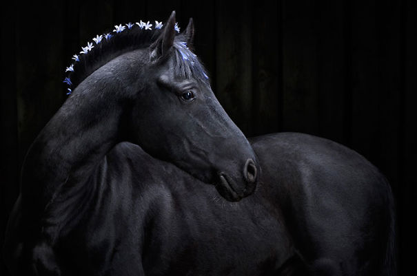 Beautiful Black Horse Hairstyle