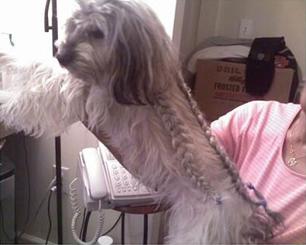 Dog Got His Back Braided