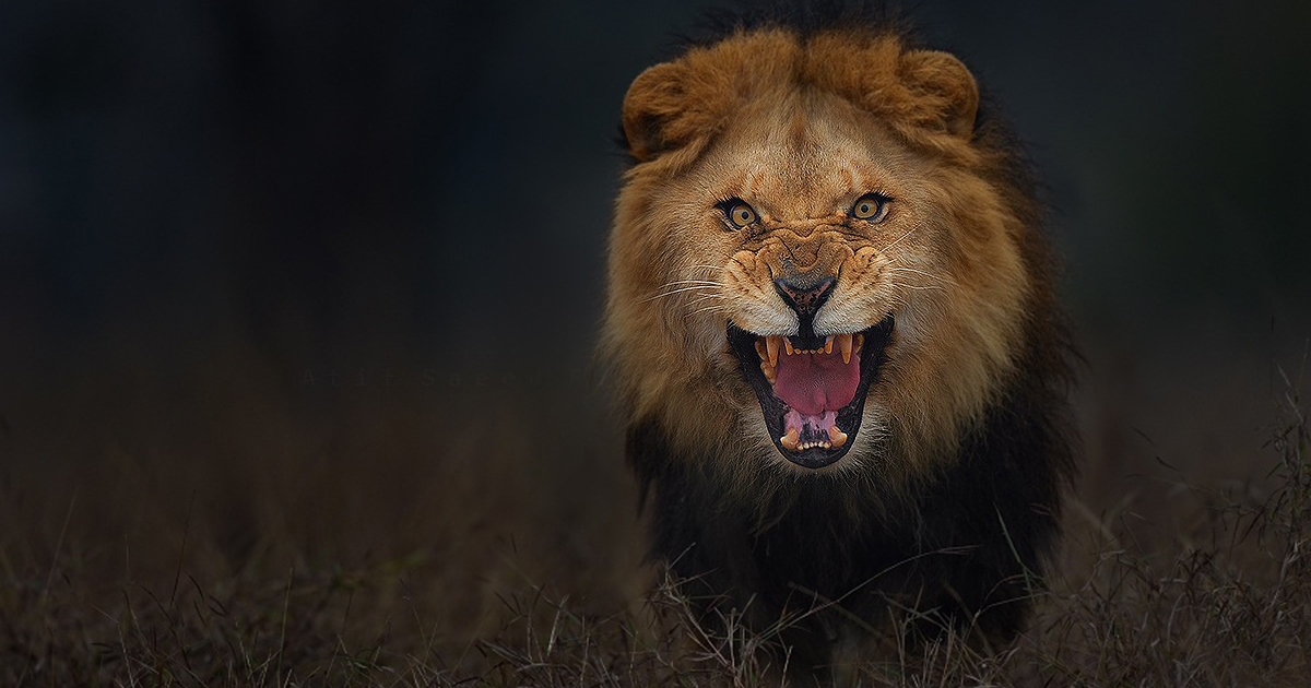 Photographer Pictured Angry Lion Just Before It Attacked Him | Bored Panda