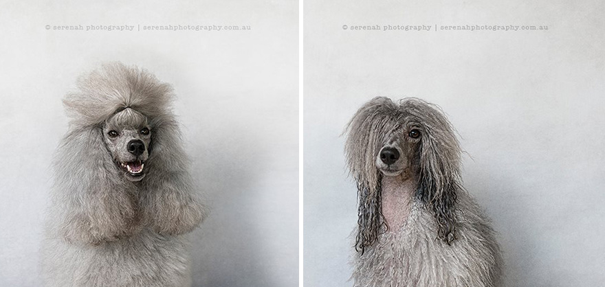 Dry Dog Wet Dog: Photographer Shoots Dogs Before And After Bath Time