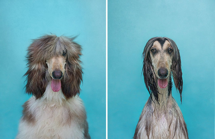 animal-portraits-dry-wet-dog-serenah-hodson-2
