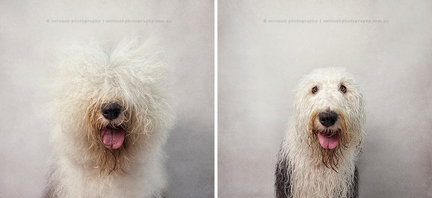 Dry Dog Wet Dog: Photographer Shoots Dogs Before And After Bath Time