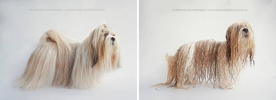 animal-portraits-dry-wet-dog-serenah-hodson-5