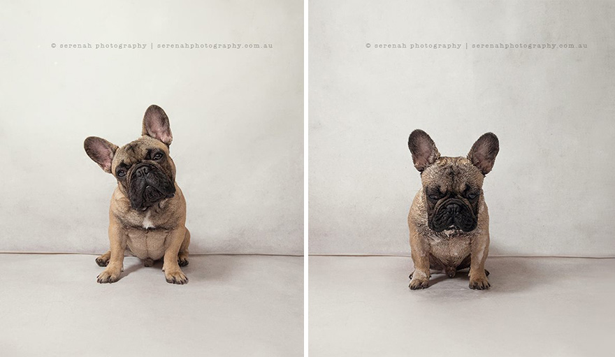animal-portraits-dry-wet-dog-serenah-hodson-9