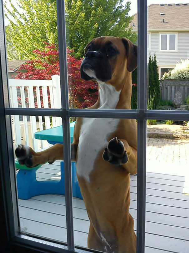 Neighbor's Dog Comes To The Back Door And Looks For My Dog When He Wants Him To Come Out And Play