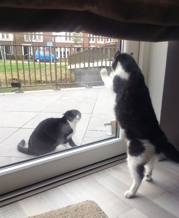 My Cat Fighting Her Turf War With The Neighbors' Cat