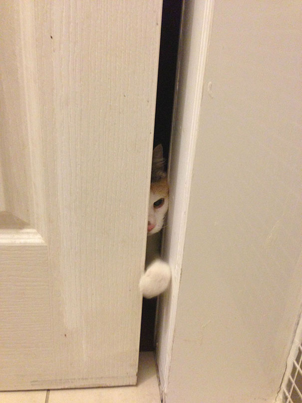 Let Me In, Human!