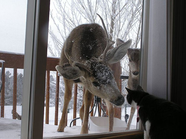 Deer Asking Cat To Go Inside