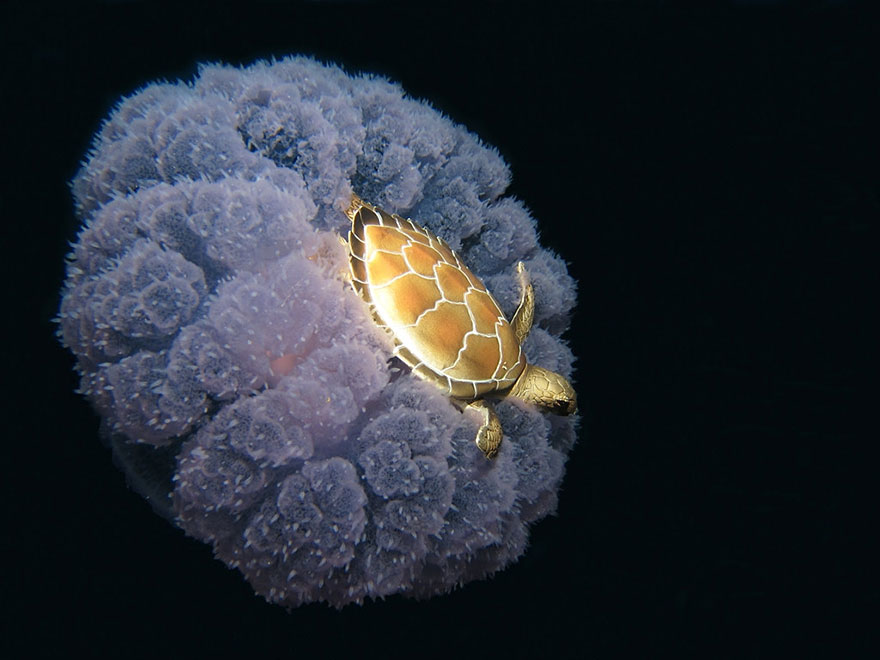Turtle Riding Giant Jellyfish
