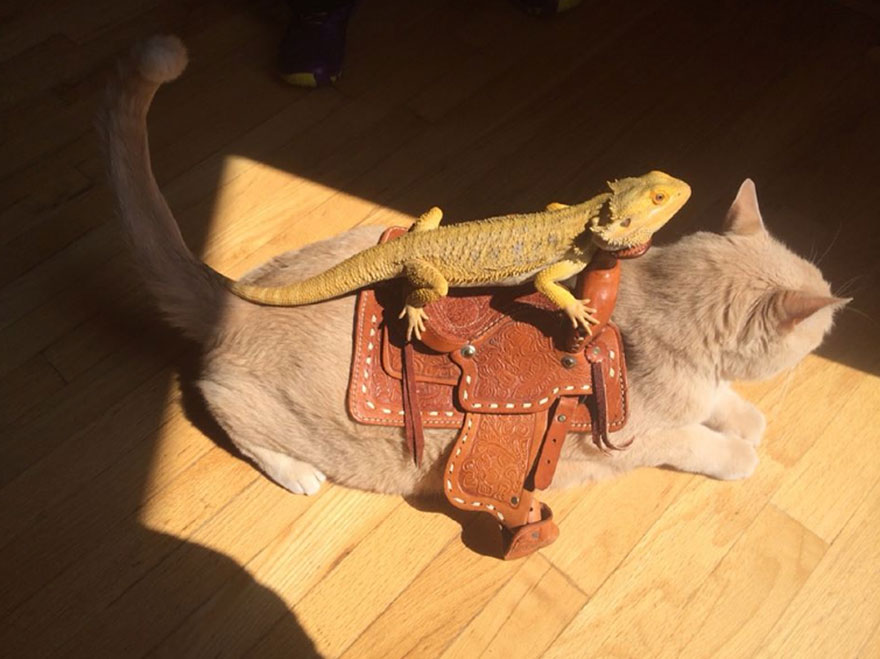 Lizard Properly Riding A Cat