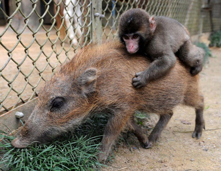 Monkey Riding A Little Boar