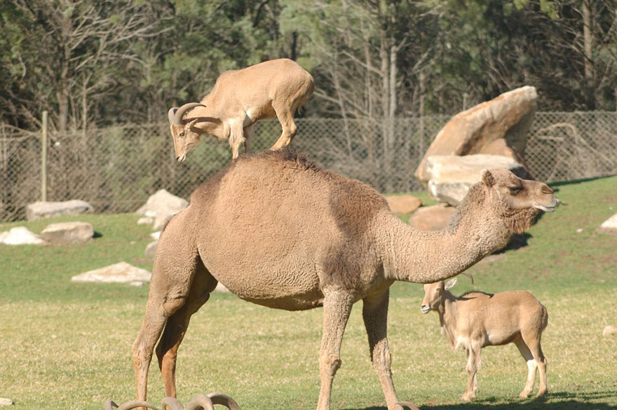 Goat Riding A Camel