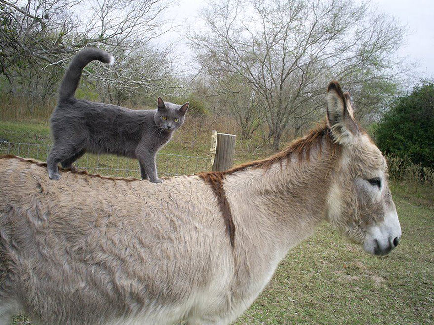 Cat Riding A Donkey, Or Half Of Bremen's Musicians