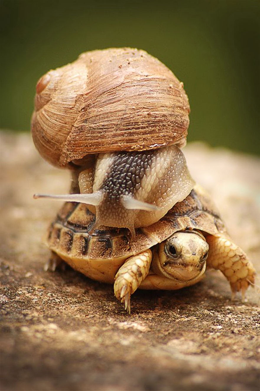Snail Taking Tortoise Express