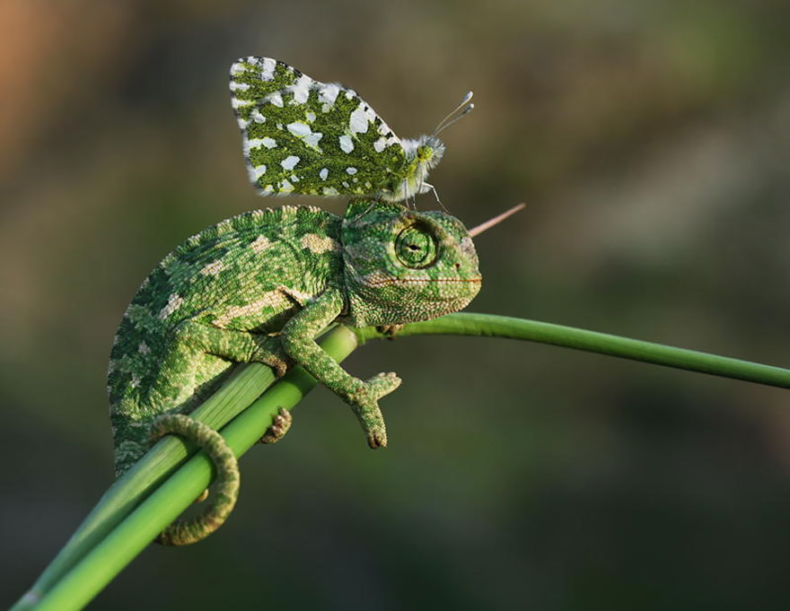 Chameleon And Butterly