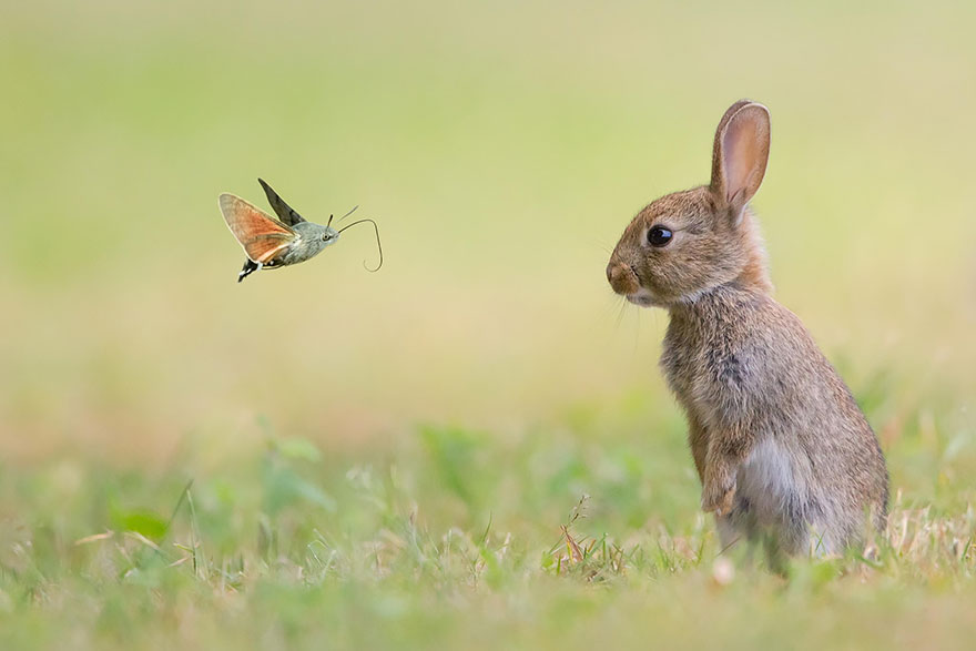 Rabbit And The Butterfly