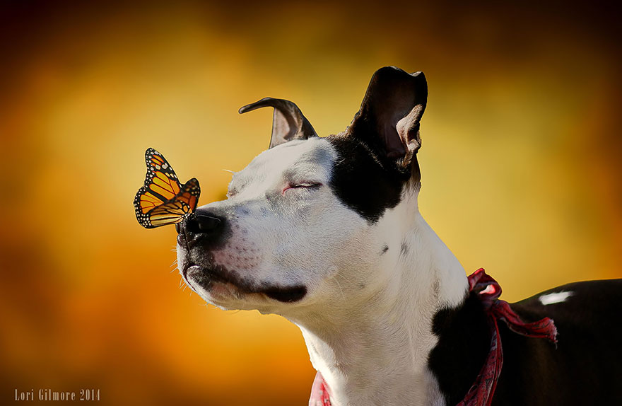 The Pit Bull And The Butterfly