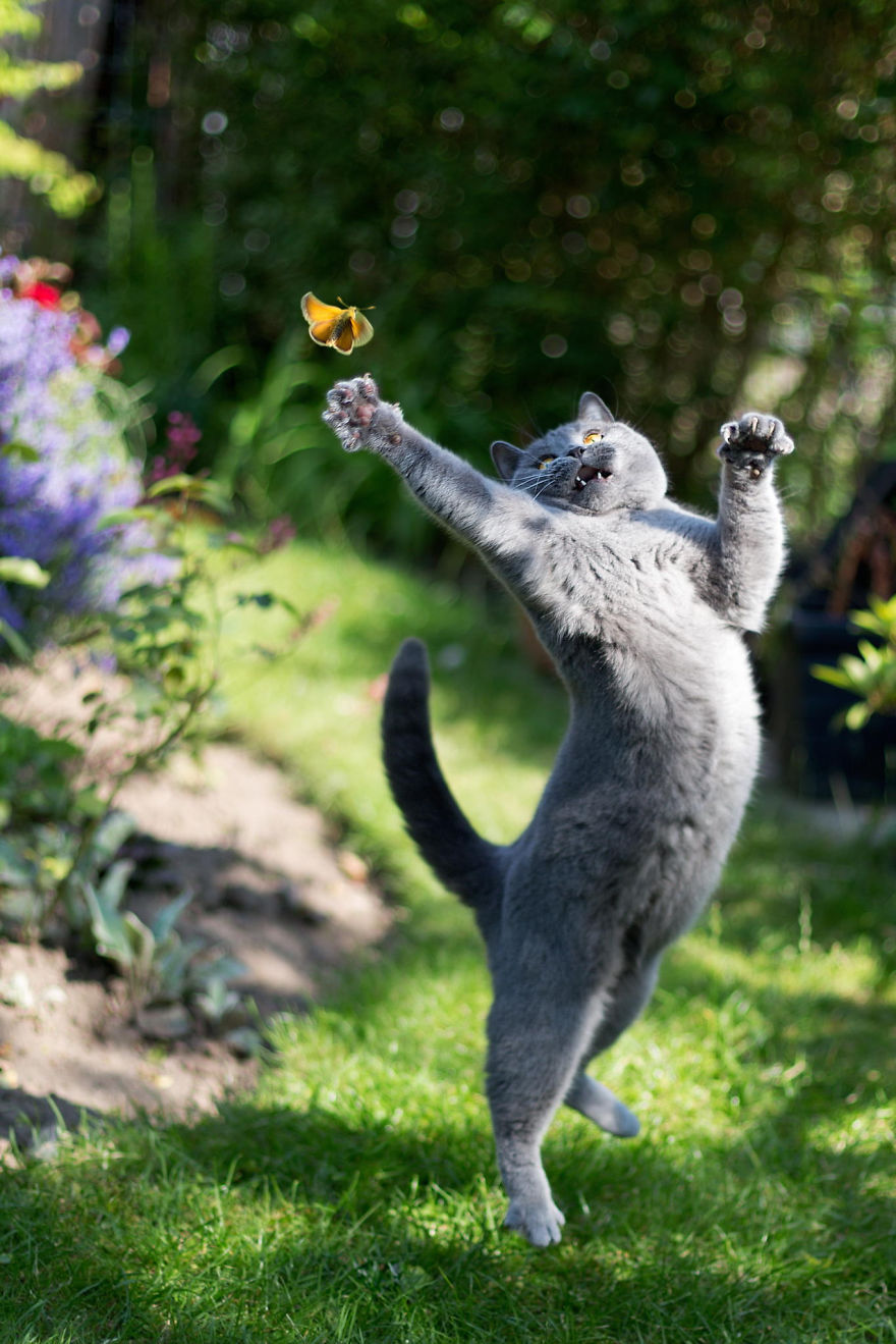 Cat Trying To Catch A Butterfly