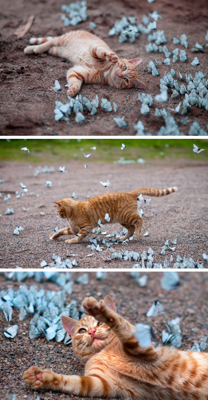 Cat Playing With Butterflies