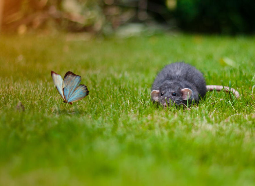 Rat And Butterfly