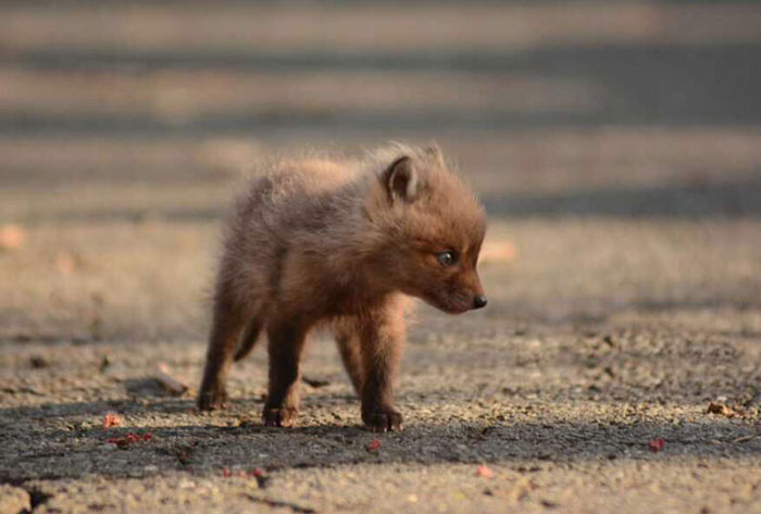 baby-fox-photos-found-in-backyard-1
