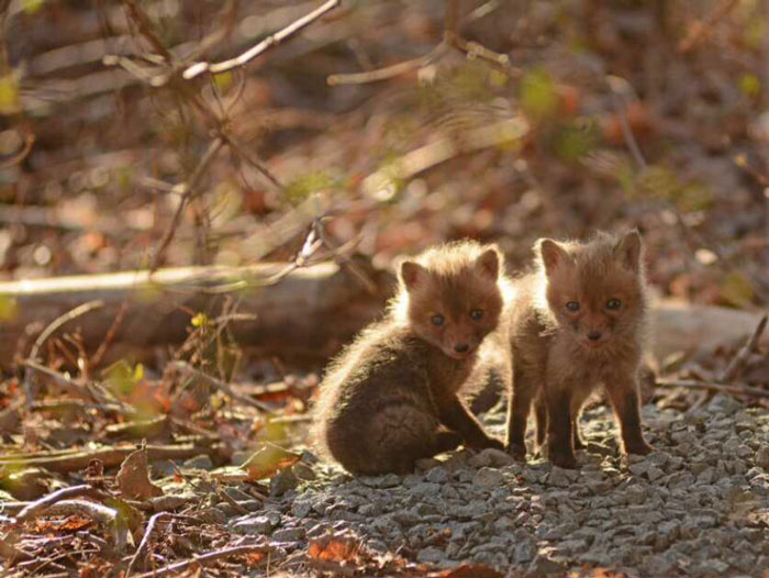 baby-fox-photos-found-in-backyard-3