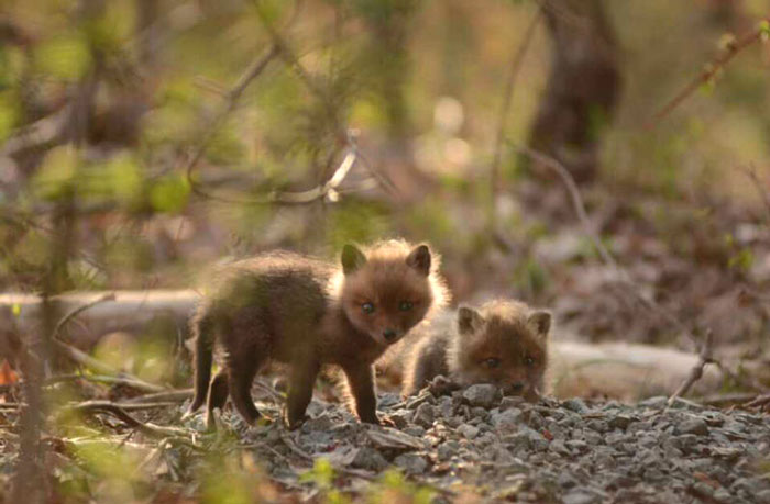 baby-fox-photos-found-in-backyard-4